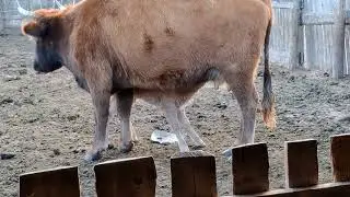 Первые дни жизни теленка .