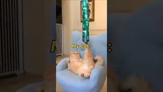 Types of Cats💕🤗#shortsfeeds#viral#cat#trendingcats#unfrezzmyaccount#feedshorts