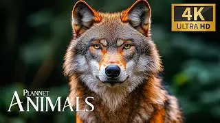 Planet Animals 8K Ultra HD 🐾 Wild Rainforest Animals with Calming Music for Deep Relaxation
