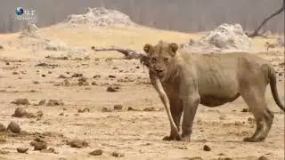 CECIL The legacy of a king Lion Documentary in Urdu #video #viralvideo #animals #wildlife