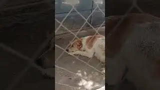 cropped ear dogs trend in skardu #dog