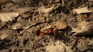 The relationship between mangrove forests and the crab residents