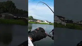 Трюки мелкого задорного шнурка #спиннинг #fishing #рыбалка #cadence #микроджиг #щука