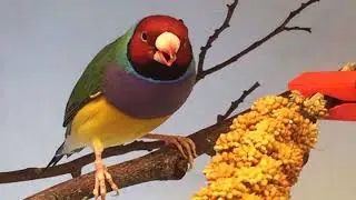 VELAIKAARA  - DASI ABARANJI -  SUNDARI BAI