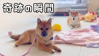 【奇跡の変化】手術から1週間…険悪だった柴犬姉弟にまさかの展開が‼︎