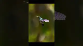 C&oacute;mo tomar fotos a Colibr&iacute;es #fotografia #colibr&iacute;es #fotografiaparainiciantes