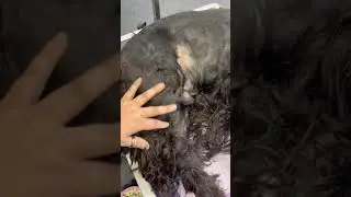 #dogrescue I had the pleasure of grooming a pet surrender for the @Three Little