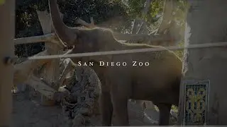 SAN DIEGO ZOO - Cinematic Travel Video | Sony A7S III 4K