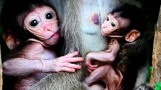 Beautiful clip babie feeding, Wild Monkey Family