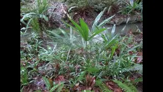 Trachycarpus swamp palms in a deep wet ravine