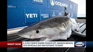 9-foot great white shark pinged 100 miles off Jenness Beach