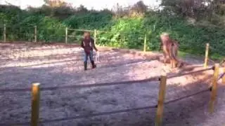IJslander Aesingur fra Foxan: Draf, Galop, Schweinepass