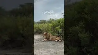The Best and Epic Lionking experience in the wild #africasafari #lioncountrysafari # #photosafaris