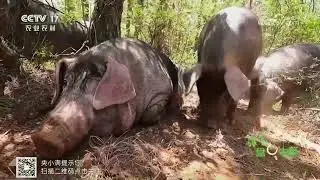 《谁知盘中餐》 20251224 匠心火腿花样吃 | 农业致富经 Agriculture And Farming