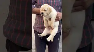 snow white labrador male puppy whtsapp 👉🏻 9996393950