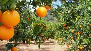 OFF SEASON FARMING//COME LETS HARVEST PIXIE ORANGES