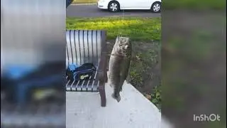 Fall Fishing For Stocked Rainbow Trout In Illinois