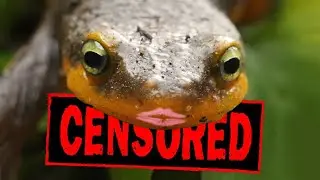 SEND NEWTS