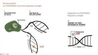 The Methylation Cycle & Your SNPs with Dr  Amy