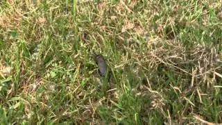 GRILLON des Champs/Femelle et M&acirc;le/Gryllus campestris ! BRUITX