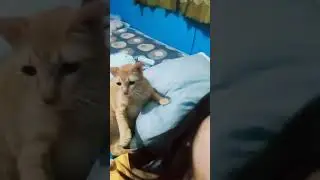 MAARTE NA PUSA | BUGALLA