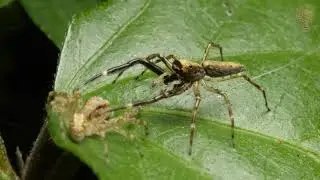 4K - A Journey Into The Mating Rituals Of The Jumping Spider - Small Wildlife Documentary