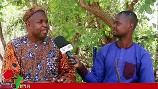 Sindjan en Bambara de son nom scientifique Cassia Sieberiana et Eucalyptus Camaldulensis