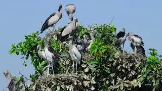 Amazing Trees and water plants give shelter and nesting places  Bird Sanctuary  EP243