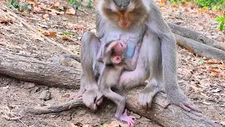🔴 LIVE: Mama Wants Her Baby to Walk — But Baby Isn’t Ready Yet 💛🐒
