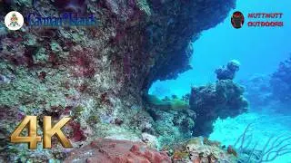 Diving into Clouds of Grunts and Massive Barrel Sponges! | Grand Cayman #MuttMutt