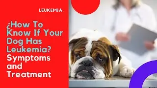 🧐 &iquest;How To Know If Your Dog Has Leukemia? ✔ Symptoms and Treatment