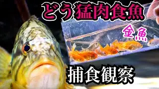 どう猛な肉食魚の捕食を観察すると…スピードが凄い！！【コウライオヤニラミ飼育】