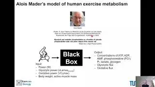 Alois Mader's model of human energy metabolism