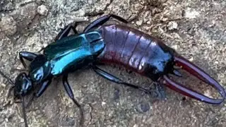 This is a wingless insect.