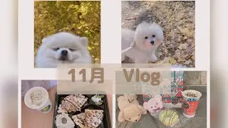 11月のVlog🎀