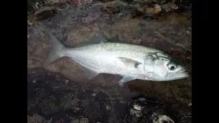 SHAD at High Rock Ballito