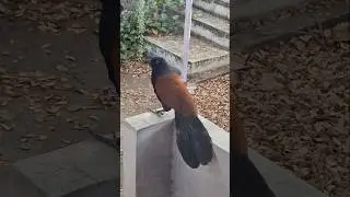 Breakfast with Ray and Spooky Ray #nature #breakfast #birds