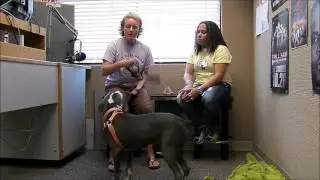 Nixie You 107 jamz dog of the week  9-21-15  9-25-15