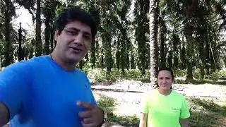 Palm Oil Fields of Philippines 16-10-2017