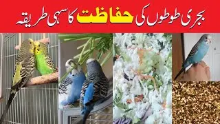 Parrot Care for Beginners | Complete Guide