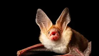 The Pallid Bat