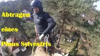 3D Rigging I Abtragen eines Pinus Sylvestris I Die Klettereinheit