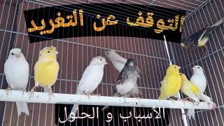 توقف الكناري عن الغناء فجأة؟ علامة خطيرة قد تسبق المرض أو الموت (الحل الكامل)