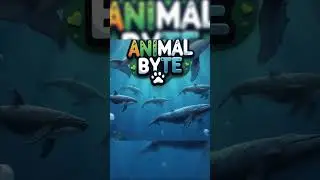 Beaked Whales | Animal Byte