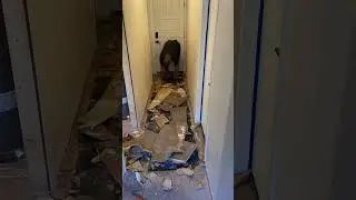 0 of 10 do not recommend 😠 #aframe #diy #demolition #renovation #flooring #project #fromhell