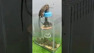 Best Mouse trap idea/good rat traps at home #rat