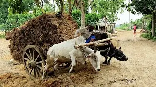 Bullock Cart heavy load mud ride in stuck // Bullock Cart Video