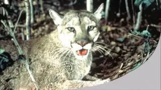 Kindergarten Digital Story: Animals in Wild & Domestic Environments