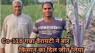 co-0118 गन्ना वैरायटी का हमारे गांव का नंबर-1 खेत आज देखो किसान की तबियत कर दी खुश #0118