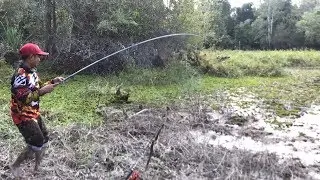 Mancing Ikan di Danau Kering Strike Terus Ikan Gabus Haruan - Rezeki Mancing